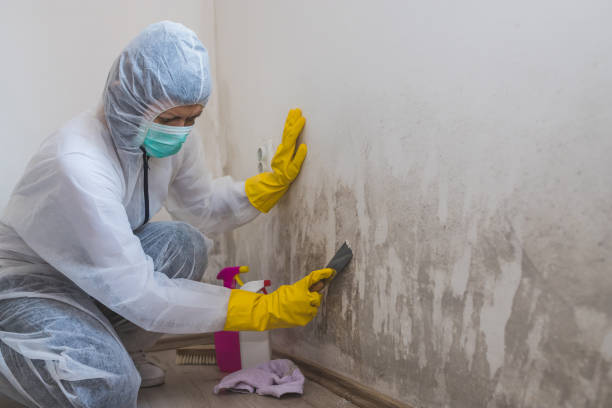 Mold Documentation for Insurance Claims in Gary, IN