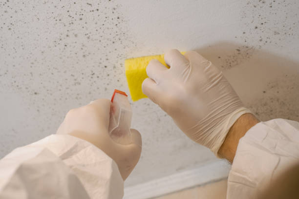 Trusted Gary, IN Mold Removal Experts