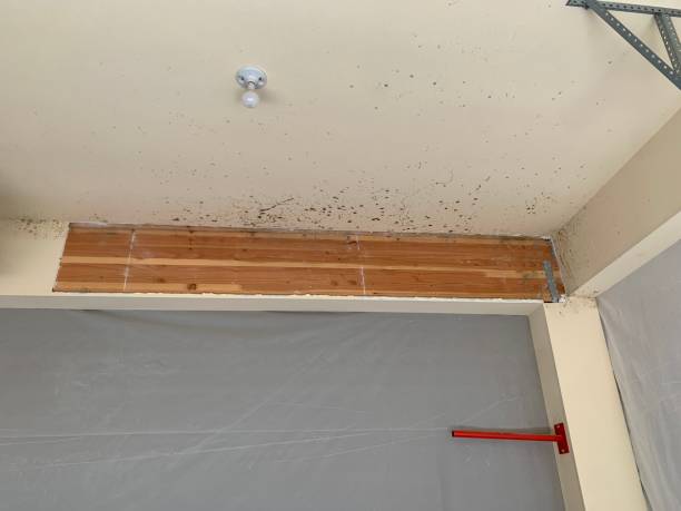 Best Air Quality Testing for Mold Spores  in Gary, IN