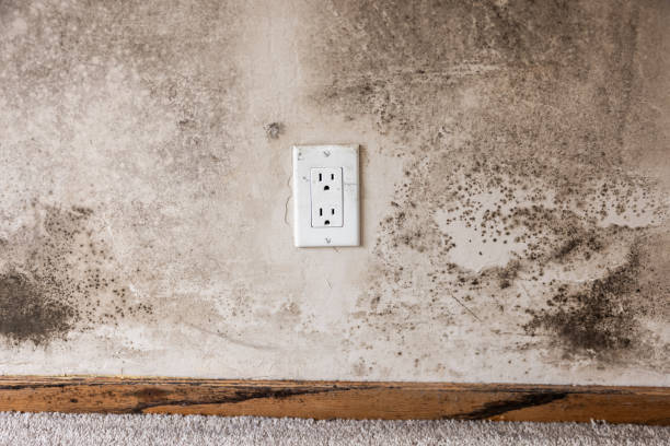 Best Black Mold Removal  in Gary, IN