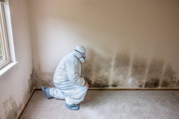 Best Environmental Consulting for Mold Prevention  in Gary, IN